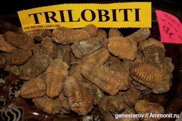 трилобиты