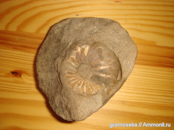 аммониты, Ammonites
