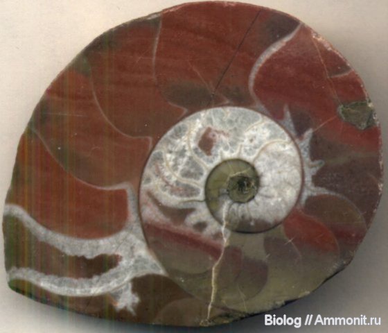 Франция, Ammonoidea, спил, cephalopoda, mollusca