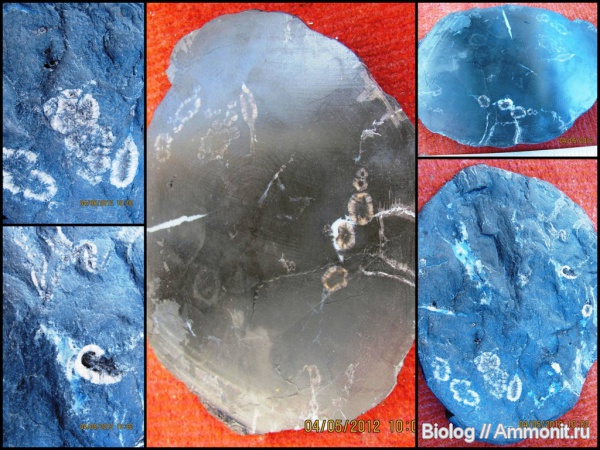 окаменевшее дерево, древоточцы, спил, Сахалин