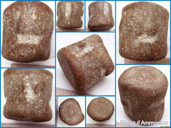 киты, Сахалин, Cetacea