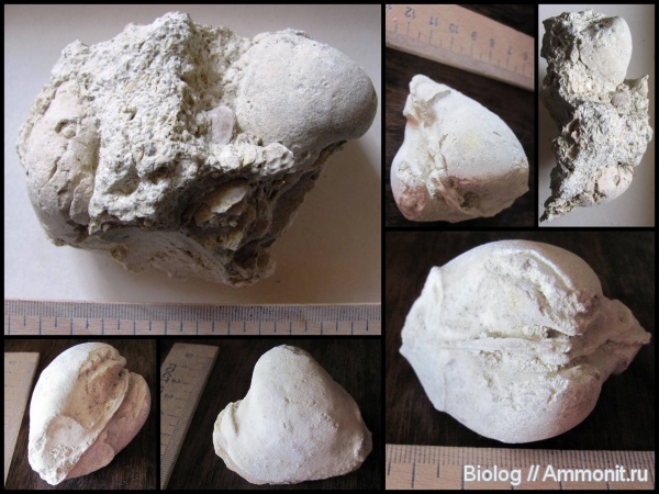 мел, двустворчатые моллюски, Крым, ?, bivalvia, Cretaceous