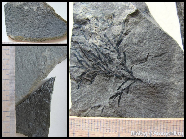 ?, ихнофоссилии, Карпаты, Chondrites, Chondrites intricatus