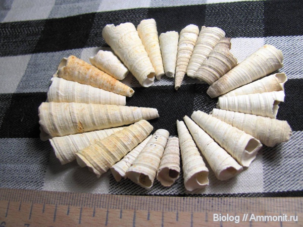 Turritella, Gastropoda, Рыбальский карьер, верхний эоцен, Upper Eocene