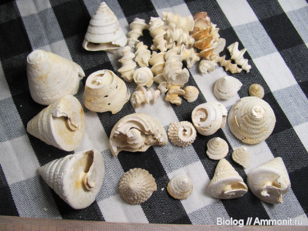 Calliostoma, Gastropoda, Рыбальский карьер, мандрыковские слои, верхний эоцен, Calliostoma nodulosa, Upper Eocene