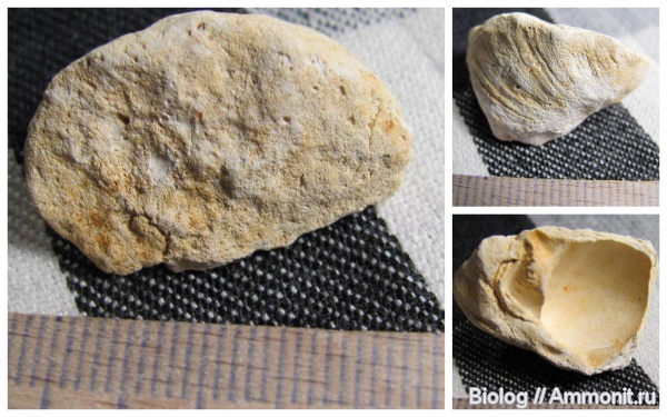 Gastropoda, Рыбальский карьер, мандрыковские слои, верхний эоцен, Upper Eocene