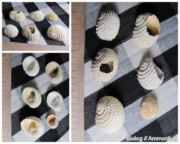 Gastropoda, Рыбальский карьер, мандрыковские слои, верхний эоцен, Upper Eocene