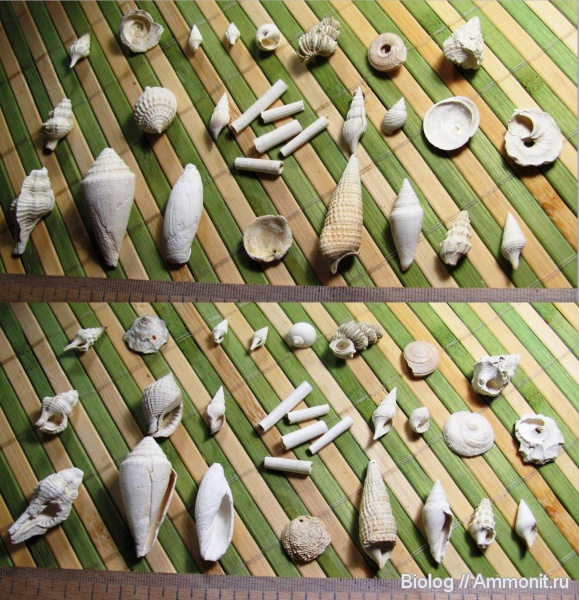 Gastropoda, Scaphopoda, Рыбальский карьер, мандрыковские слои, верхний эоцен, bivalvia, Upper Eocene