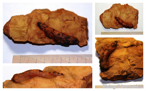 карбон, ?, Донецк, Лидиевка