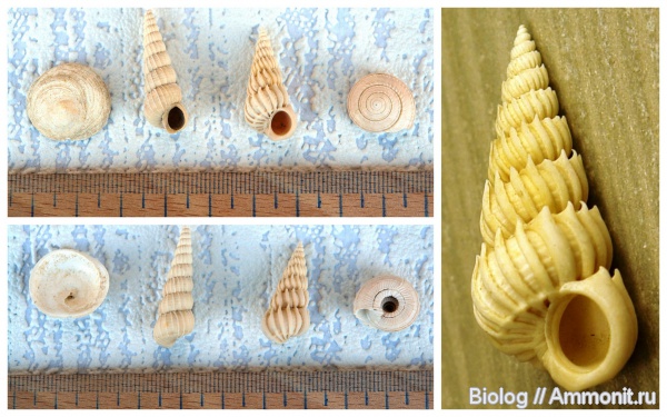 Рыбальский карьер, мандрыковские слои, верхний эоцен, приабон, Epitoniidae, Upper Eocene