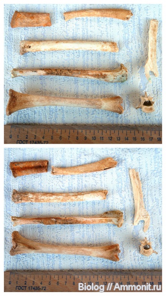 млекопитающие, mammalia