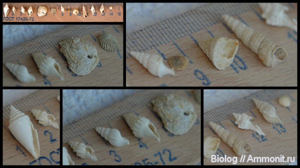 Gastropoda, Рыбальский карьер, мандрыковские слои, верхний эоцен, bivalvia, приабон, Upper Eocene