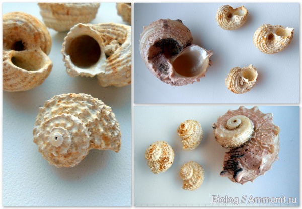 эоцен, Днепропетровск, приабон, Angaria