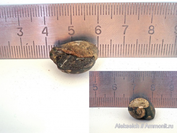 гастроподы, моллюски, палеоген, Украина, Natica, Кременчугский район