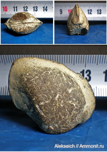 моллюски, палеоген, двустворки, двустворчатые моллюски, Украина, ?, bivalvia, Кременчугский район