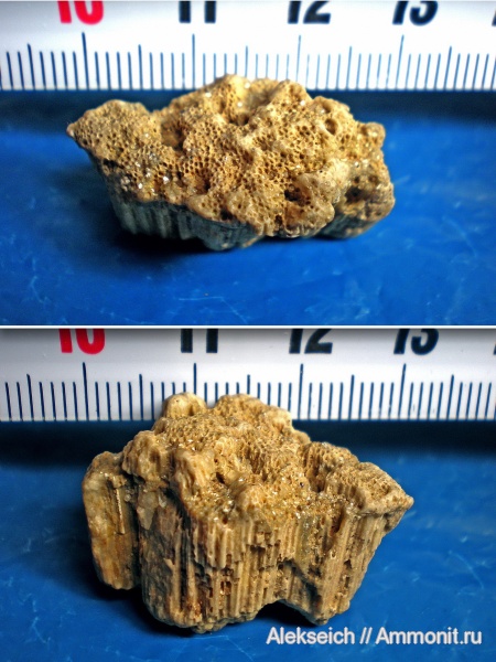 палеоген, губки, Украина, ?, Chaetetida, Кременчугский район