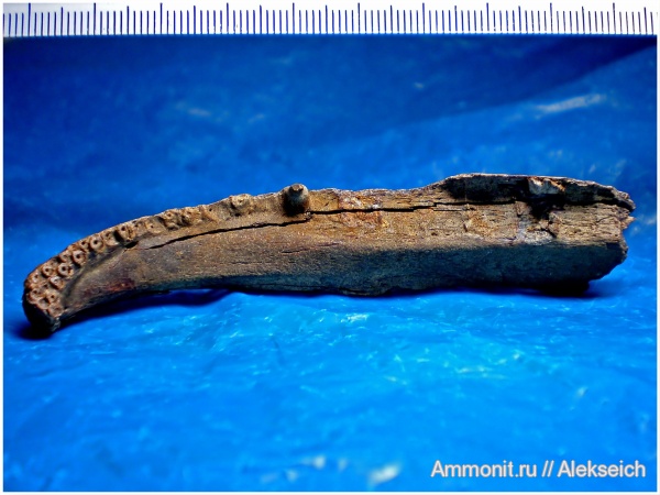 рыбы, Украина, ?, челюсти, челюсти рыб, Кременчугский район, fish