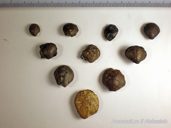 моллюски, палеоген, двустворки, двустворчатые моллюски, Украина, bivalvia, Кременчугский район