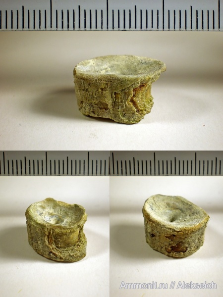 палеоген, рыбы, зубы, Украина, скаты, позвонки, позвонки рыб, Кременчугский район, fish, teeth