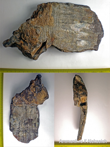 зубы, мамонты, млекопитающие, Украина, зубы мамонтов, зубы млекопитающих, Кременчугский район, teeth