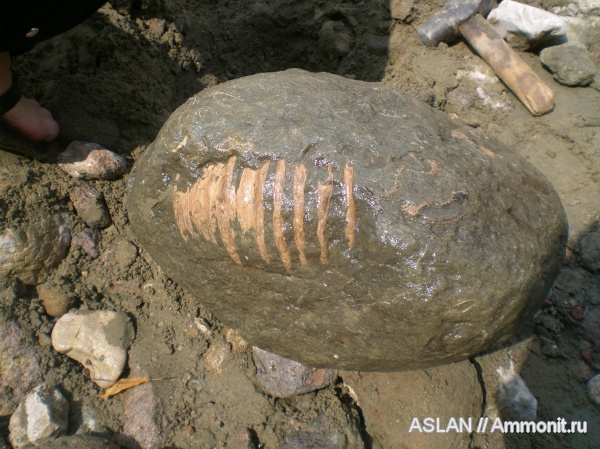 Procheloniceras, Cheloniceras, procheloniceras albrechti-austriae
