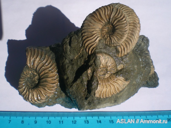 Deshayesites, Deshayesites dechyi