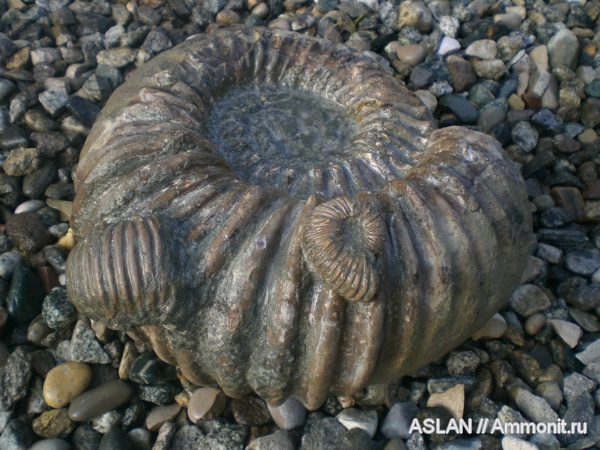 Douvilleiceratidae, Procheloniceras, procheloniceras albrechti-austriae