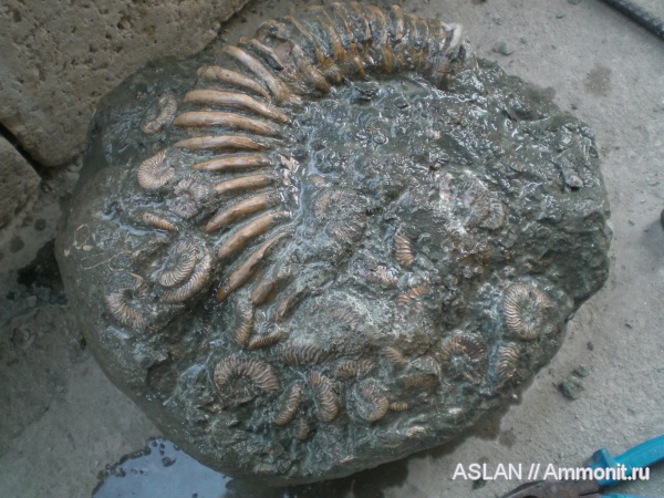 Deshayesites, апт, Douvilleiceratidae, Cheloniceras, Deshayesites dechyi, Aptian