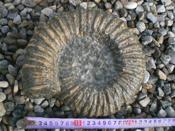 апт, Procheloniceras, Cheloniceras, Cheloniceras albrechti-austriae, procheloniceras albrechti-austriae, Aptian