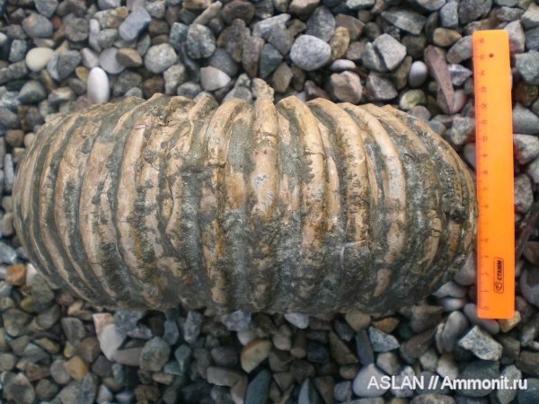 апт, Procheloniceras, Cheloniceras, Cheloniceras albrechti-austriae, procheloniceras albrechti-austriae, Aptian