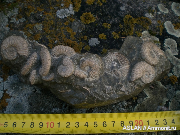 мел, апт, Deshayesites dechyi, Aptian, Cretaceous