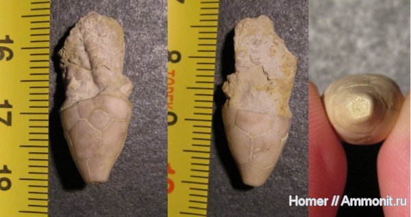 морские лилии, карбон, криноидеи, Подмосковье, Мячково, Hydriocrinus, Hydriocrinus pusillus, Траутшольд, Trautschold