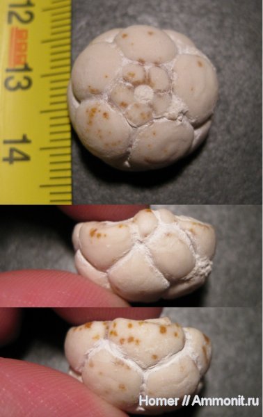 морские лилии, карбон, криноидеи, Подмосковье, Горы, Mooreocrinus, Cromyocrinidae