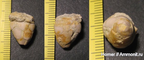 морские лилии, карбон, криноидеи, Подмосковье, Мячково, Hydriocrinus, Hydriocrinus pusillus