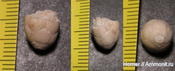морские лилии, карбон, Пески, криноидеи, Подмосковье, Hydriocrinus