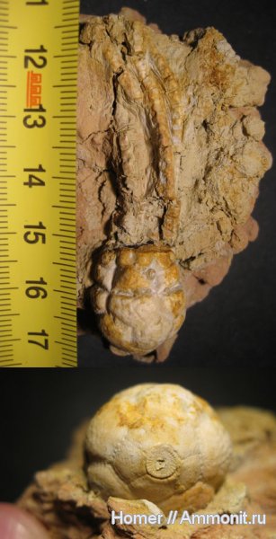 морские лилии, карбон, Цемгигант, криноидеи, Подмосковье, Ulocrinus, Markwelldonicrinus, Cromyocrinidae