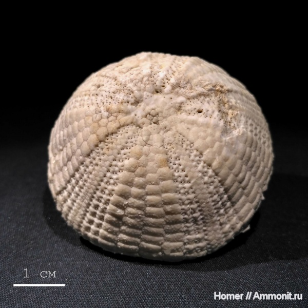 морские ежи, карбон, каменноугольный период, верхний карбон, Echinoidea, Jacksonechinus