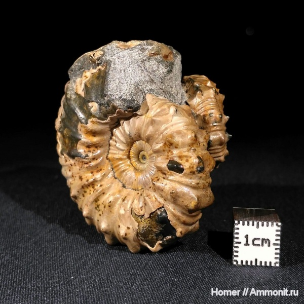 аммониты, апт, Nodosohoplites, Nodosohoplites subplanatus, клансей