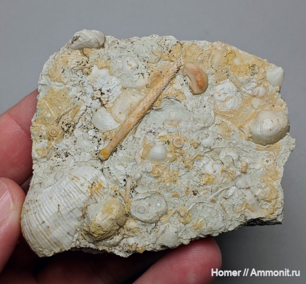 морские лилии, карбон, криноидеи, Archaeocidaris, Московская область, Cromyocrinidae, Chonetidae