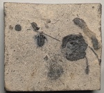 Ceraurus pleuroxanthemus и морская лилия