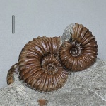 Acanthohoplites sp.