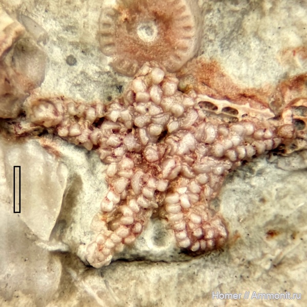 карбон, каменноугольный период, морские звезды, верхний карбон, Urasterella, Urasterella montana