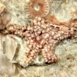 Морская звезда (Urasterella montana?)