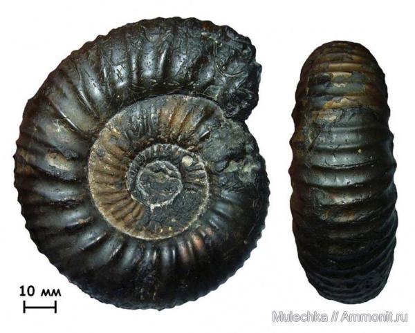 аммониты, Москва, Dorsoplanites, волжский ярус, Dorsoplanites panderi, зона Dorsoplanites panderi, Ammonites, Dorsoplanitidae, Volgian