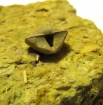 брахиоподы