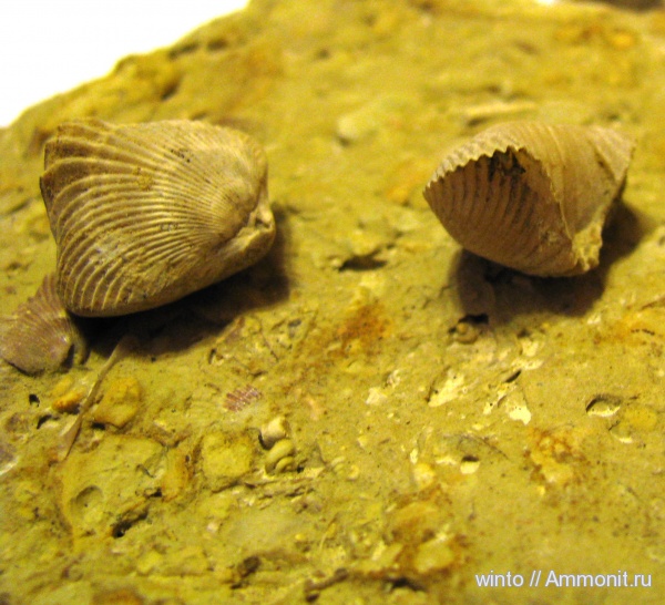 Ripidiorhynchus, Rhynchonellida, Trigonirhynchiidae, Ripidiorhynchinae