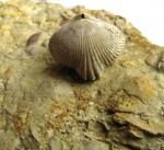 птица феникс )