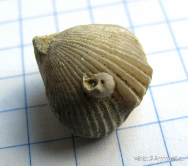 Ripidiorhynchus, Rhynchonellida, обрастание, Trigonirhynchiidae, Ripidiorhynchinae