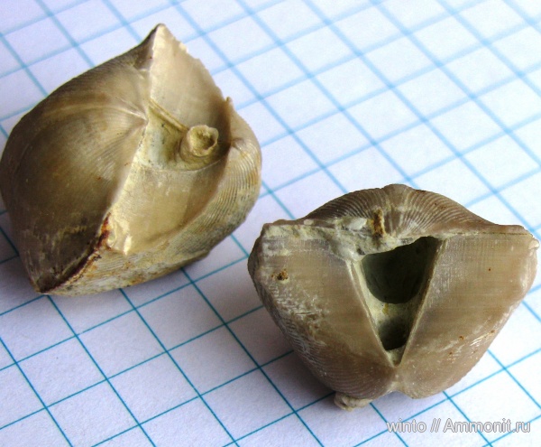 Spiriferida, ножки брахиопод, brachiopod pedicle