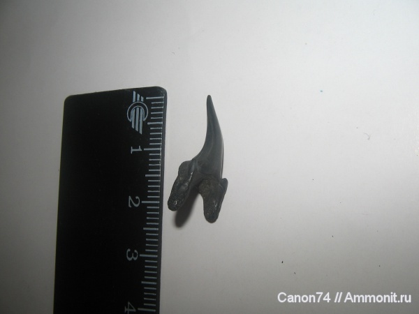 окаменелости, зубы акул, Striatolamia, Fossils, Павлоград, shark teeth